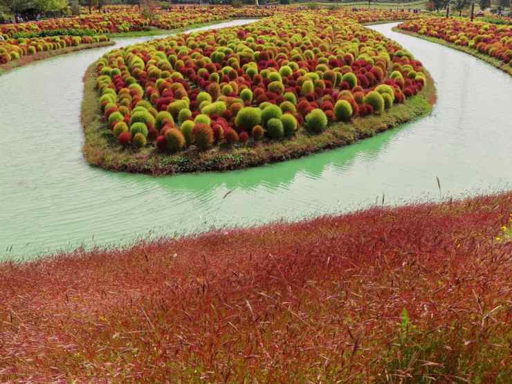 paesaggio con la metamorfosi della Kochia