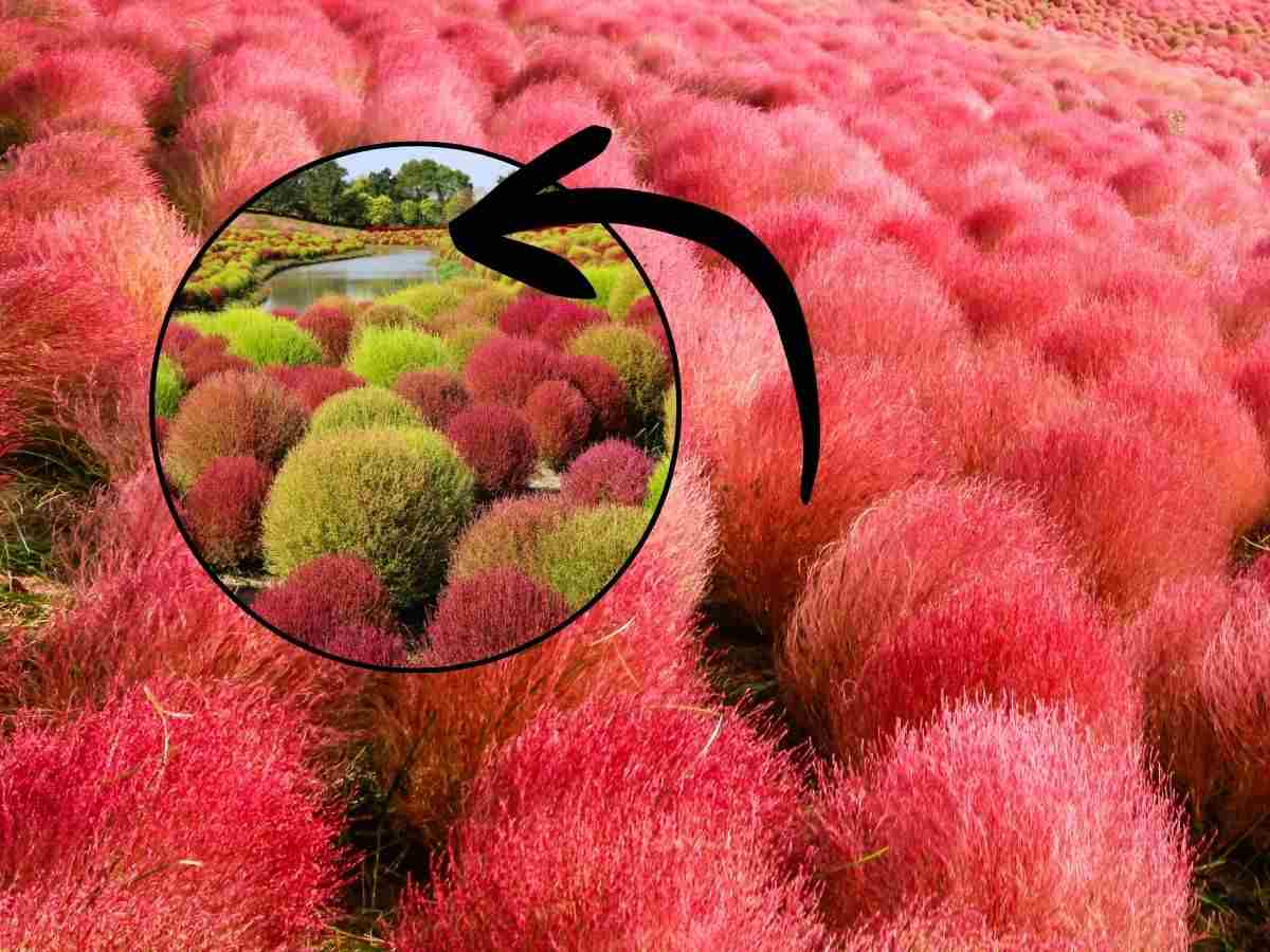 sfondo campo di Kochia e tondo con freccia con metamorfosi