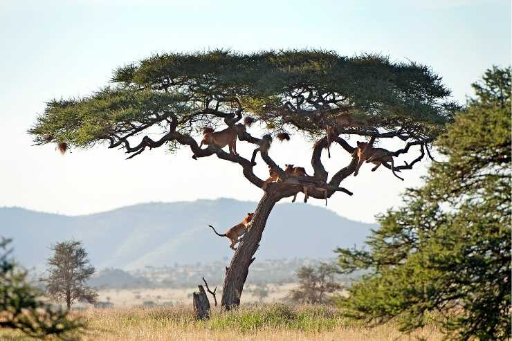 Grandi felini che si arrampicano su un albero