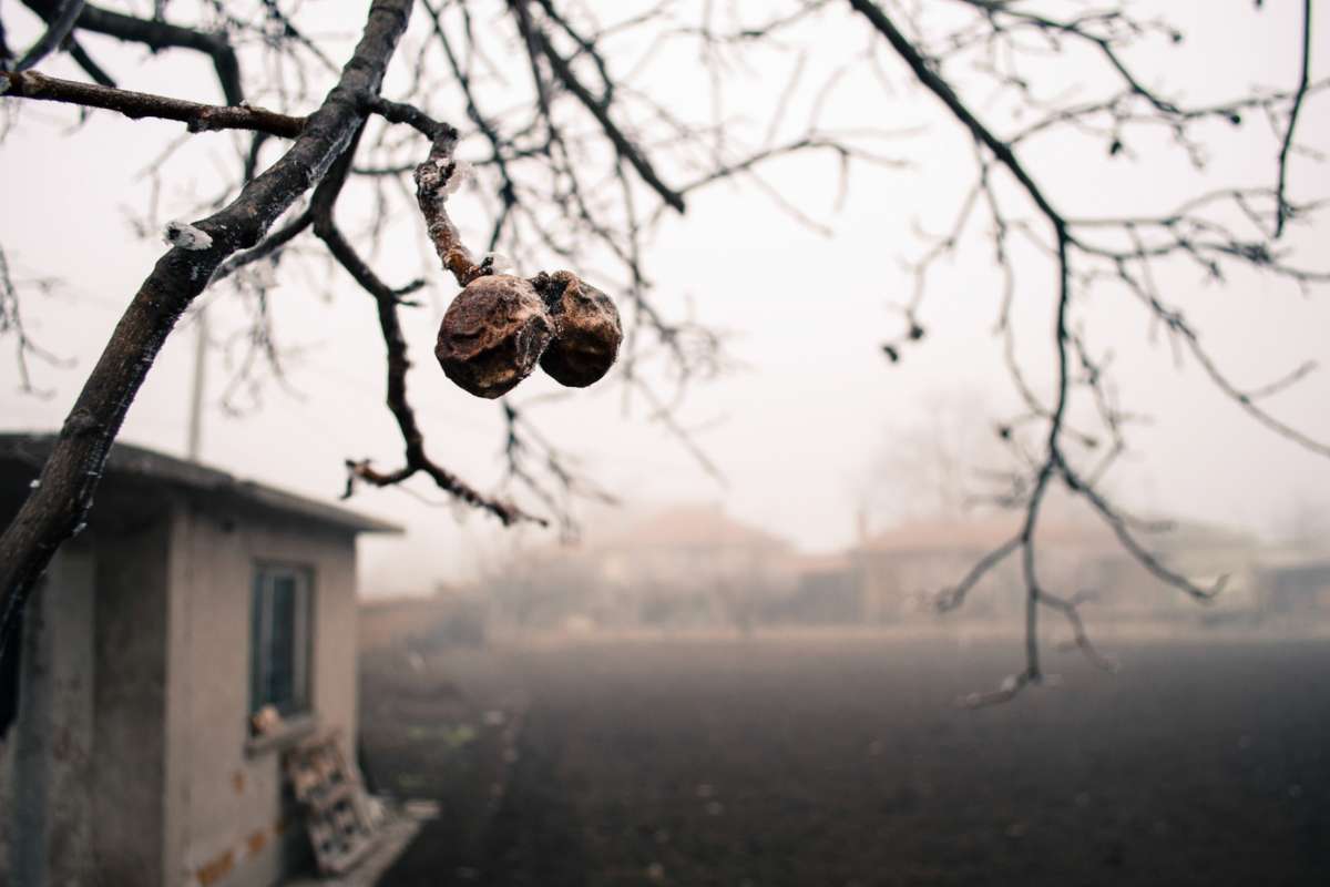 Borgo abbandonato con una casa e un albero