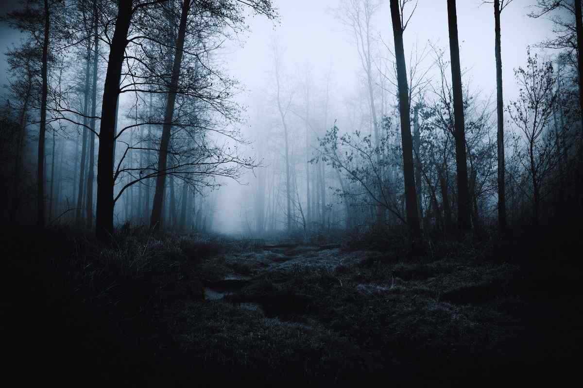 Foresta Nera avvolta dalla Nebbia