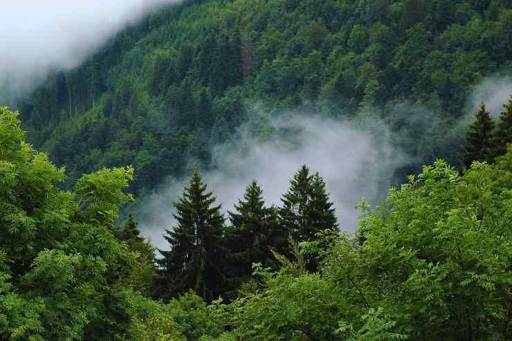 Foto dall'alto della Foresta Nera