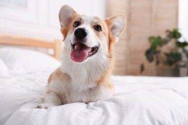 Corgi sul letto di un albergo