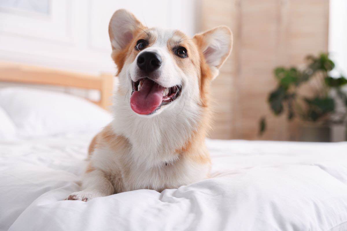 Corgi sul letto di un albergo
