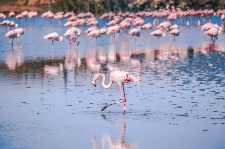 Fenicotteri rosa nel lago