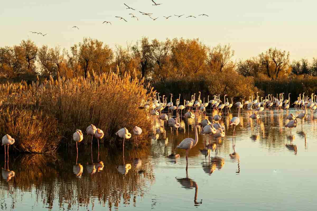 Fenicotteri rosa nel lago circondati dalla vegetazione