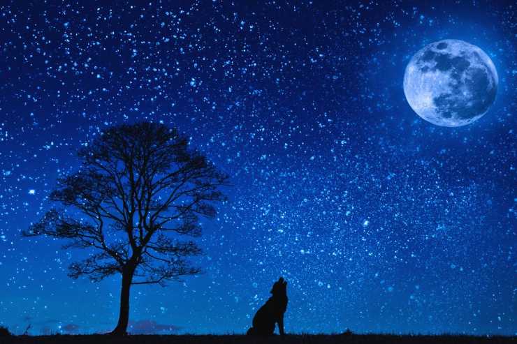 Cane che ulula alla luna