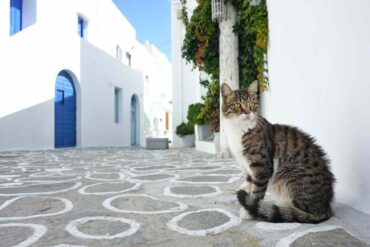 Gatto in un villaggio greco