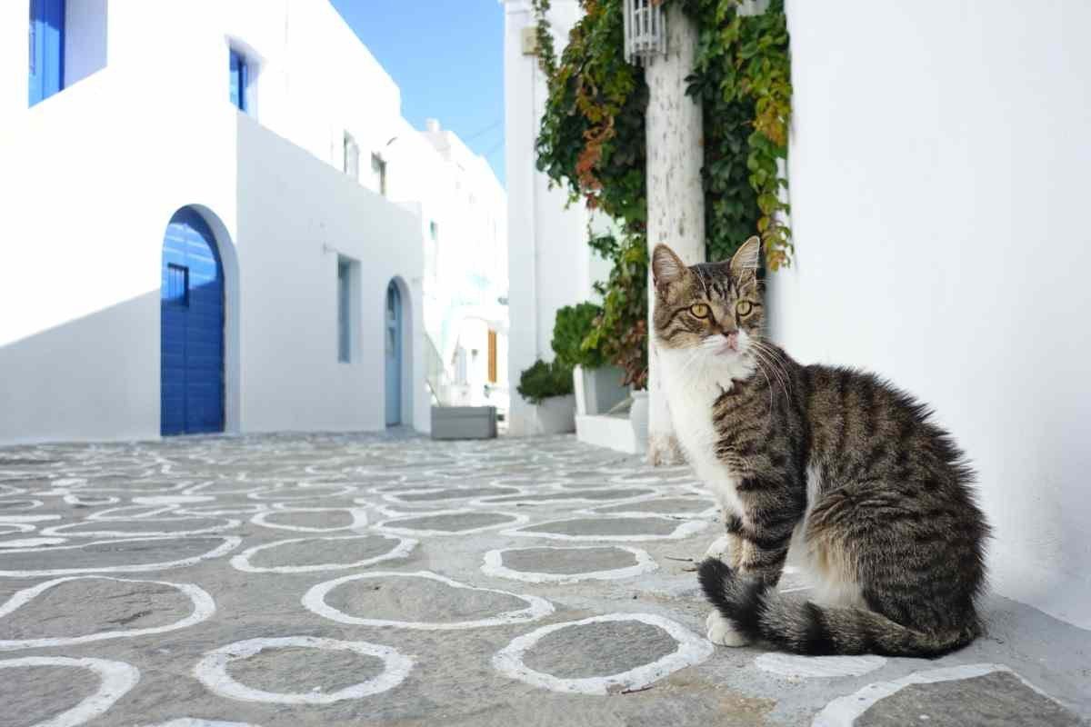 Gatto in un villaggio greco