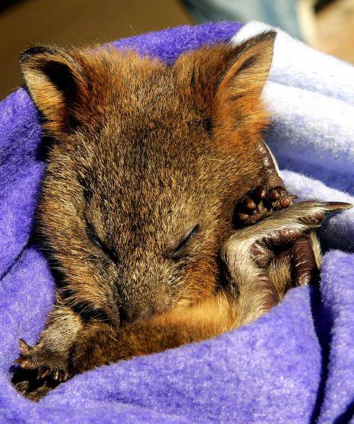 Il quokka