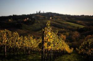 A view of the wineyard near San Gimignan