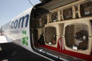 Airline For Pets Starts Flying In Select US Cities