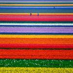 Campi di tulipani in Olanda.