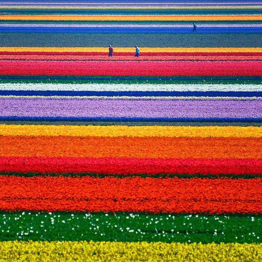 Campi di tulipani in Olanda.