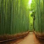 Foresta di Bamboo, Giappone.