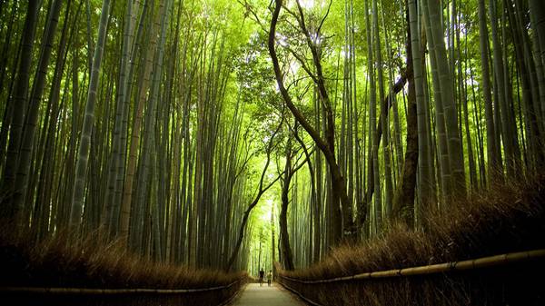 Foresta di bambù di Sagano Giappone