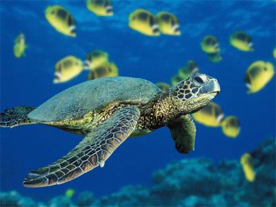 acquario di genova