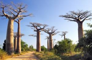 baobab