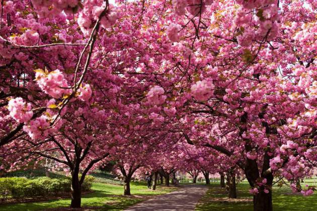 hanami festival