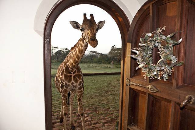 giraffe-manor-kenya-nairobi