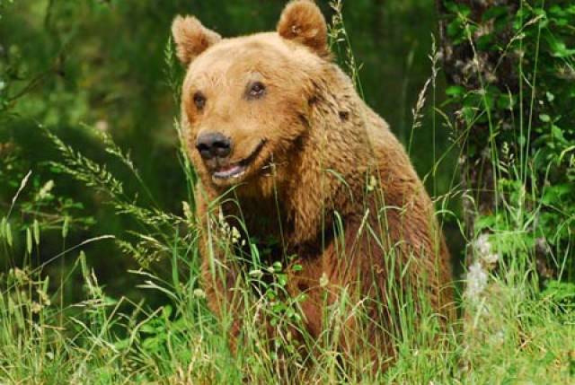 orso Marsicano