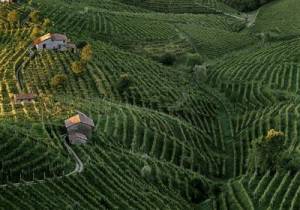 prosecco
